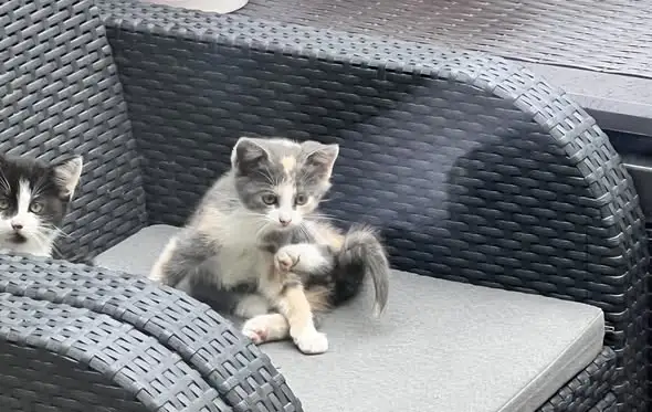 Cztery kocięta szukają domu – adopcja w Gminie Marciszów